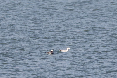 IJseend (m, winter/voorjaar)), Long-tailed Duck, (m, winter) 260A7925 (27K)