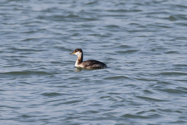 Roodhalsfuut (winterkleed), Red-necked Grebe (winter) 2015(44K)