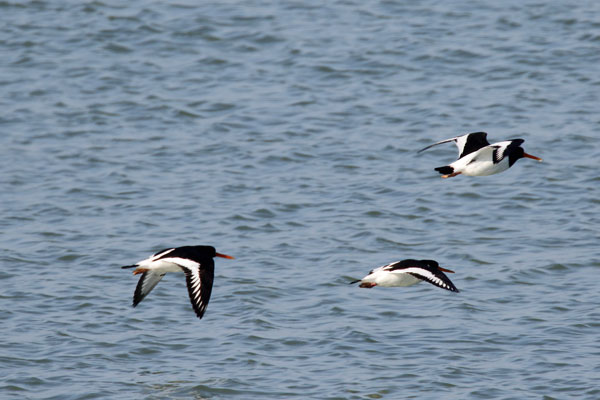 Scholekster, Oystercatcher  (47K)