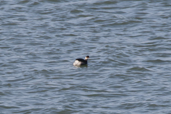 Geoorde fuut, Black-necked Grebe (winter) 2015 (54K)