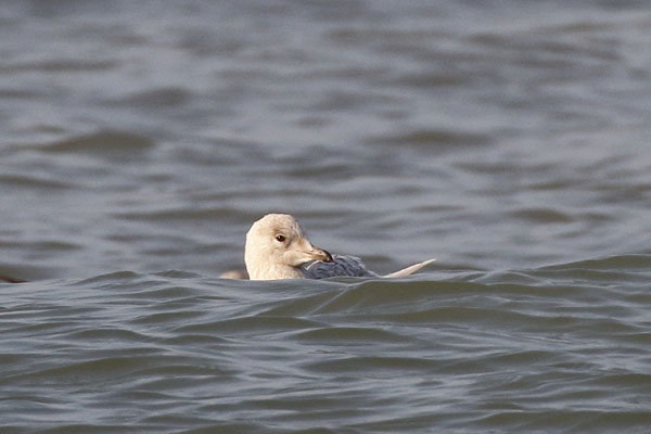 Kleine burgemeester, Icelandic Gull, Scheveningen  feb 2015 (34K)