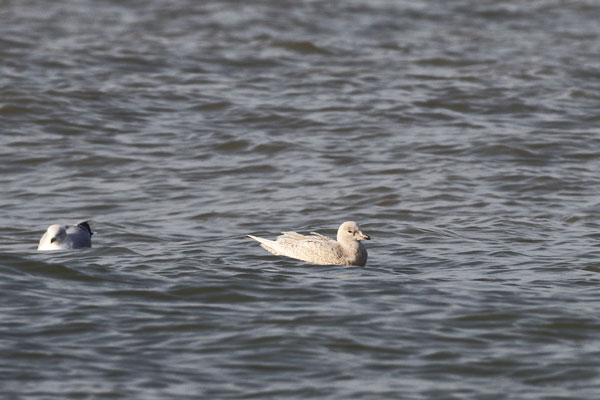 Kleine burgemeester, Icelandic Gull, Scheveningen  feb 2015 (43K)
