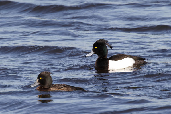 Kuifeend, m + f, Tufted Duck (m and f) (56K)