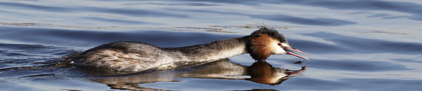 Fuut, Great-crested Grebe (19K)