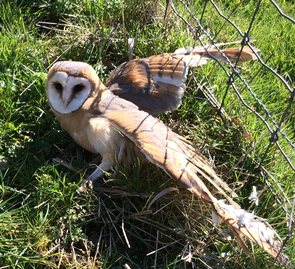 kerkuil, barnowl (166K)
