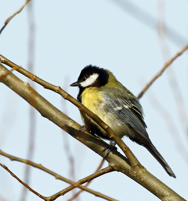 Koolmees, Great Tit(63K)