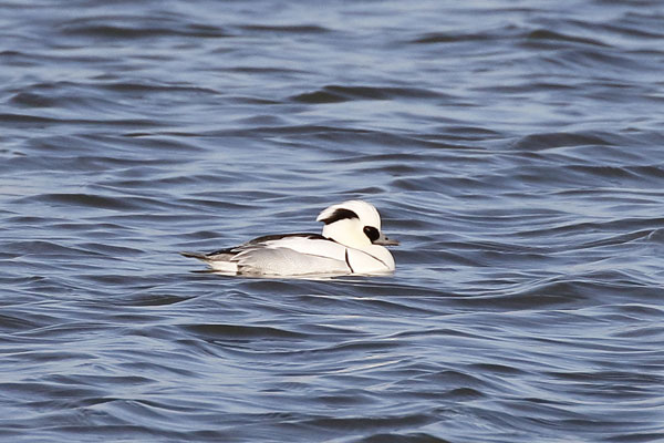 Nonnetje (m), Smew (57K)