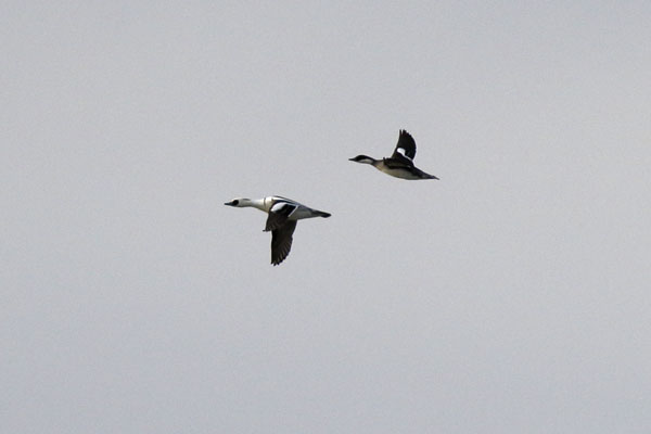 Nonnetje (m en f), Smew, in vlucht (14K)