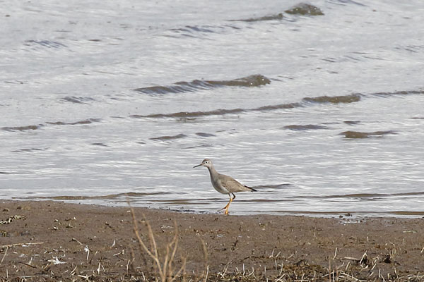Kleine geelpootruiter, Lesser Yellow Legs(63K)