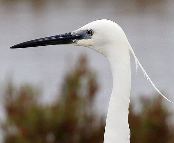 Kleine zilverreiger (51K)