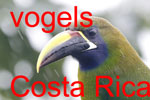 emerald toucanet (7K)