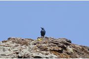 Blauwe Rotslijster, Lesbos 15