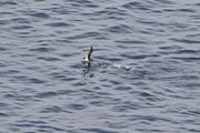 Yelkouan pijlstormvogel, Lesbos 15