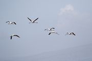 Flamingo, Lesbos 15
