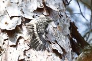 Boomkruiper(juv), Lesbos 15