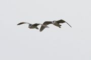 Kwak, Lesbos 15