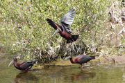 Zwarte ibis, Lesbos 15