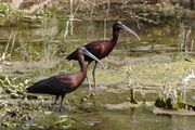 Zwarte ibis, Lesbos 15