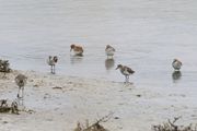 Kleine strandlopers, Lesbos 15