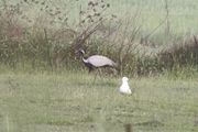 Jufferkraanvogel, Lesbos 15