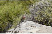Kneu, Lesbos 15
