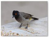 Red-eyed Bulbul, Spitzkoppe, wijd verbreid