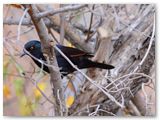 Pale-winged Starling, Spitzkoppe