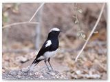 Mountain Wheatear, Spitzkoppe. De tekeningneing is variabel, witte stuit is onderscheidend