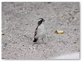 White-browed Sparrow-Weaver, Spitzkoppe