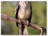 Southern Yellow-billed Hornbill, Aba Huab