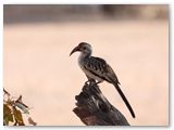 Red-billed Hornbill, Aba Huab