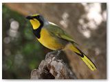 Bokmakerie, tuin van Palmwag