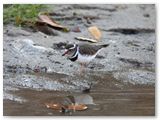 Three-banded Plover, Khowarib rivier