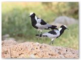 Blacksmith Lapwing, Khowarib rivier