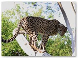 Tamme cheeta (2)