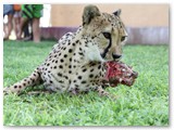 Tame cheeta (3)