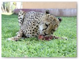 Tamme cheeta (4)