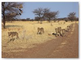 Wilde cheeta's