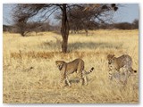 Wwilde cheeta's