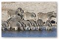 Zebra's: altijd een mooi plaatje