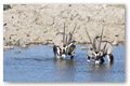 Gemsbokken (oryx) in waterhole bij Okaukuejo