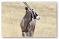 Gemsbok