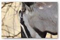 Gemsbok in de schaduw