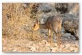 Damara dikdik; langs.. de dikdik drive