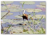 Jacana, Mahango