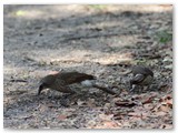 Hartlaubs Babbler, Mahango en Nambwa