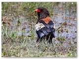 Bateleur, Nambwa
