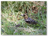 Crested Barbet, Nambwas campsite