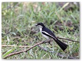 Swamp Boubou, Nambwa campsite