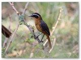 White-browed Robin Chat, Nambwa campsite